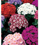 Cineraria Hansa Mix