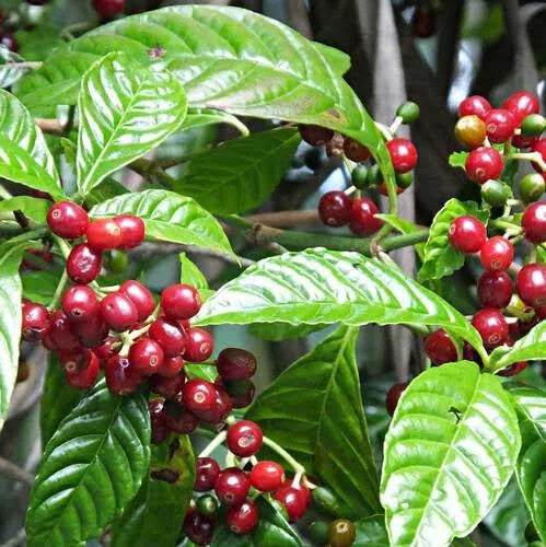 Coffee(Coffea arabica)