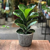 Fiddle Leaf Fig(Ficus lyrata)