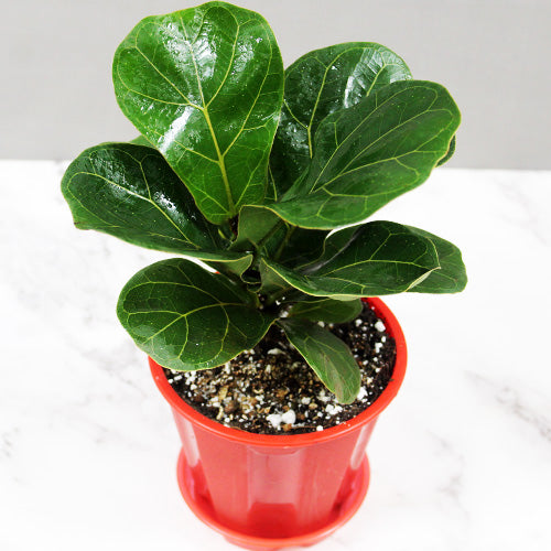 Fiddle Leaf Fig(Ficus lyrata)