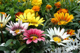 Gazania sunshine Mix