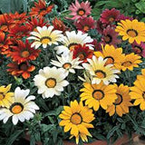 Gazania sunshine Mix