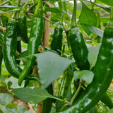 Green Chilli