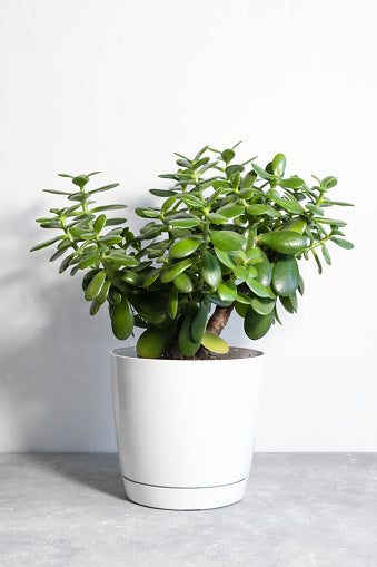 Money Plant(Crassula Ovata)