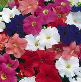 Petunia Mix