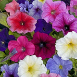 Petunia Mix