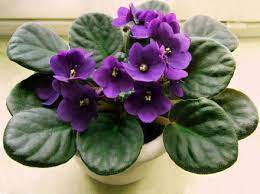 African Violet Plant